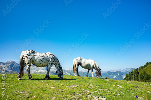 Obraz na plátně Close view on the horses