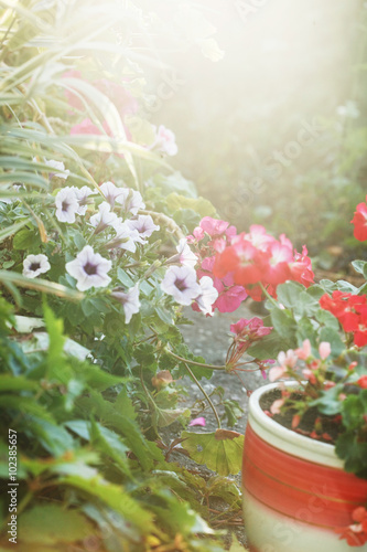 Fototapeta Naklejka Na Ścianę i Meble -  summer flowers