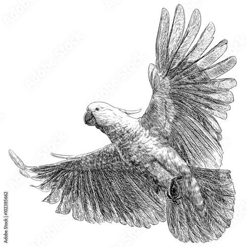 Cockatoo bird flying hand draw monochrome on white background vector illustration.