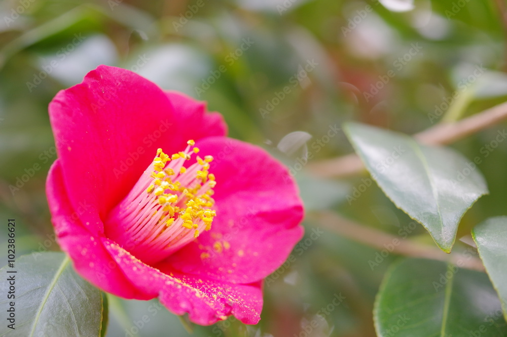 藪椿の花 藪椿の花
