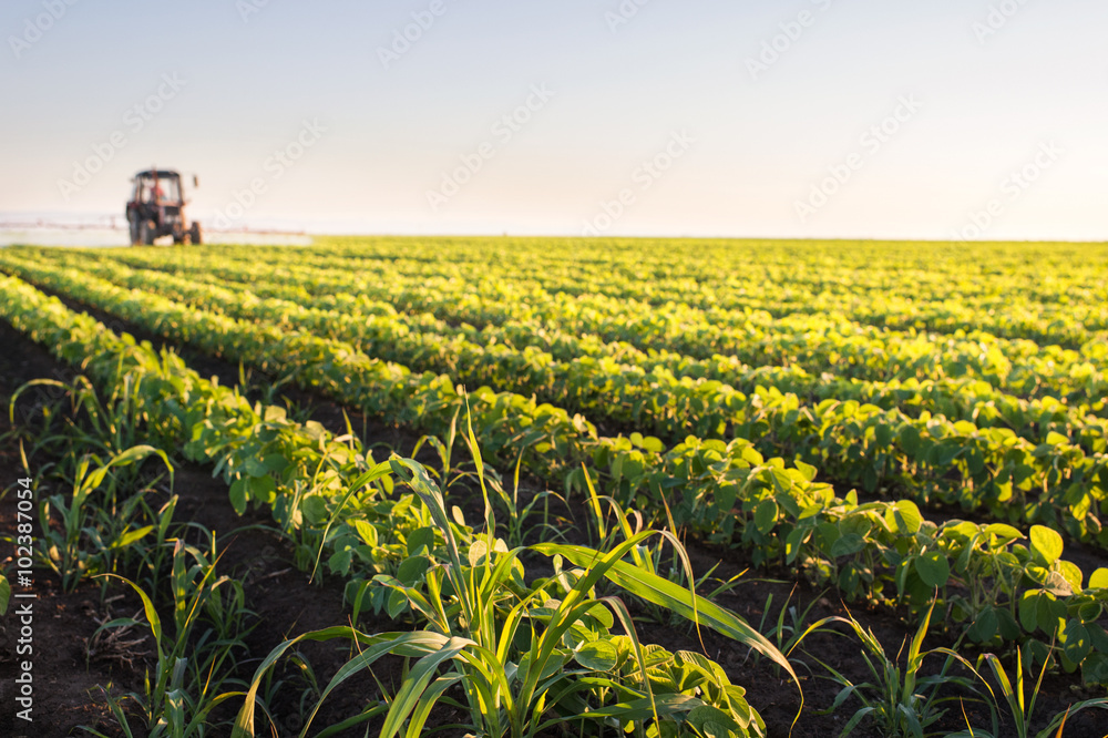 Obraz premium Tractor spraying soybean field
