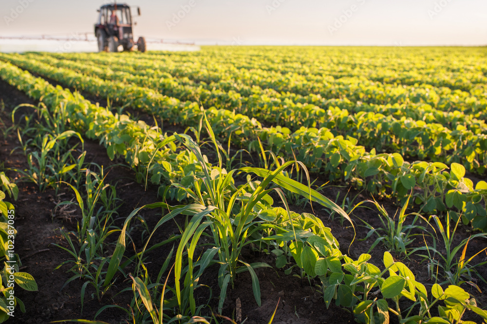 Naklejka premium Tractor spraying soybean field