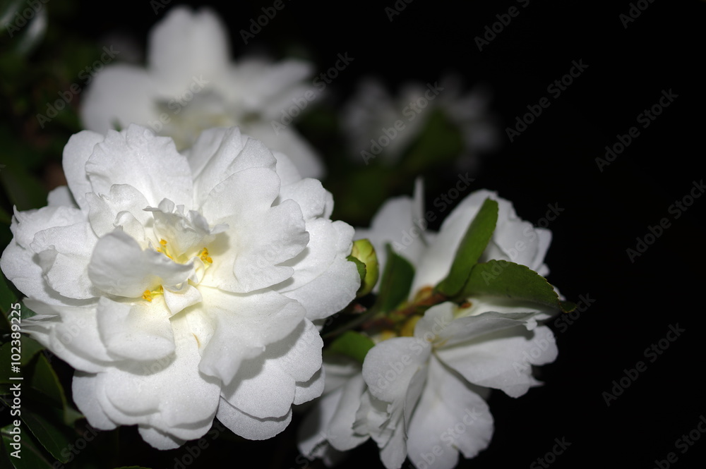 Obraz premium 夜の白い山茶花