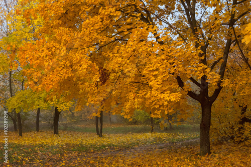 Large orange maple tree