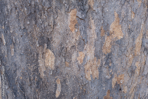 A texture and detail of wood bark. A fine detail background for abstract design