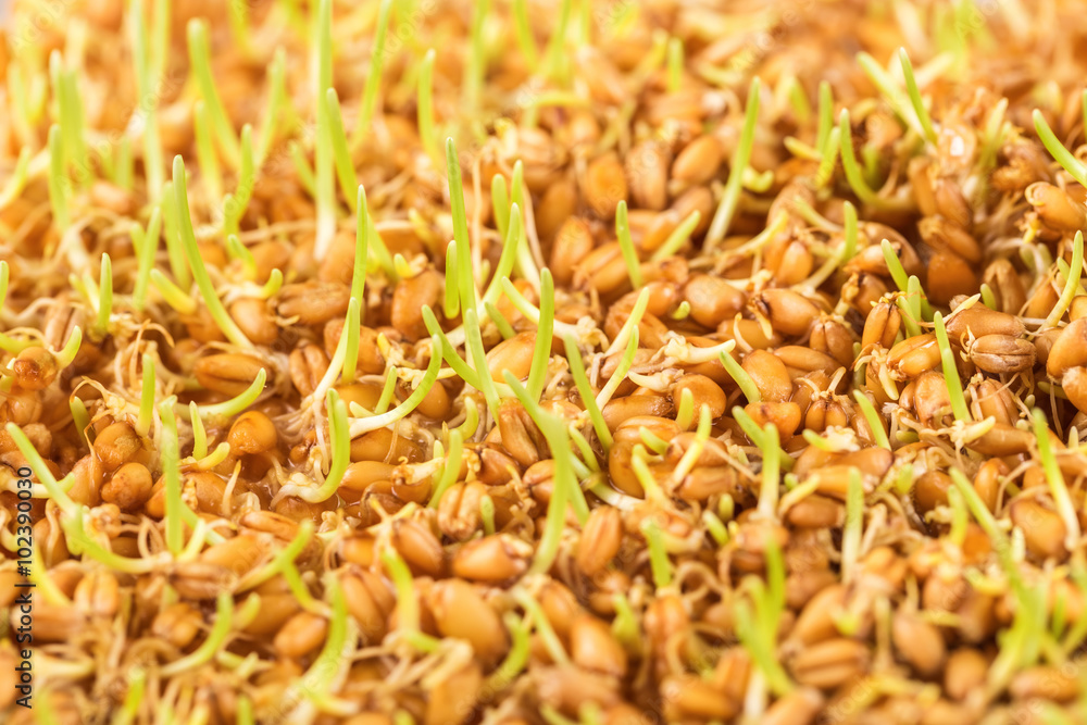 Close up of wheat germ background Close up of wheat germ background