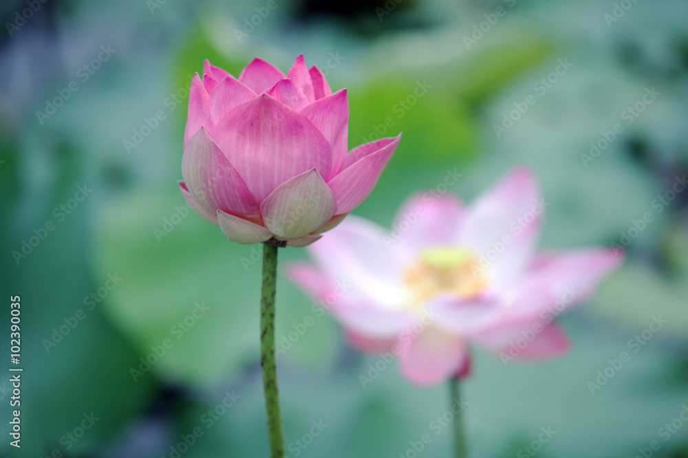 blooming lotus flower