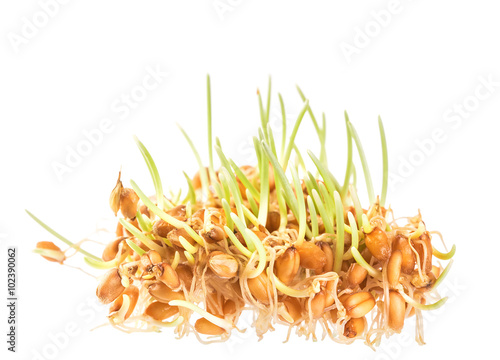 Handful of wheat germs isolated on the white background