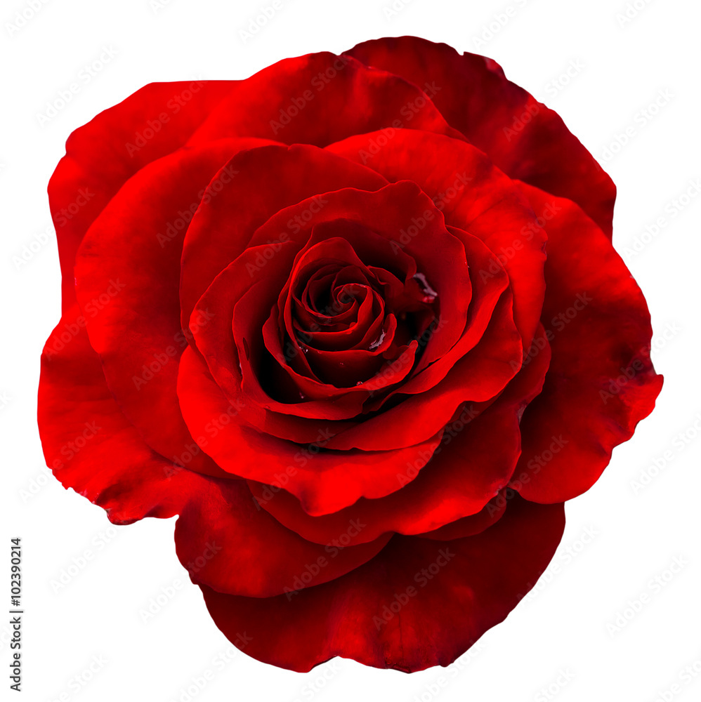 Naklejka premium Red rose isolated on the white background
