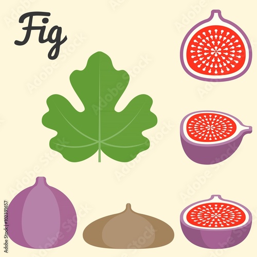 Vector fig icon, flat design