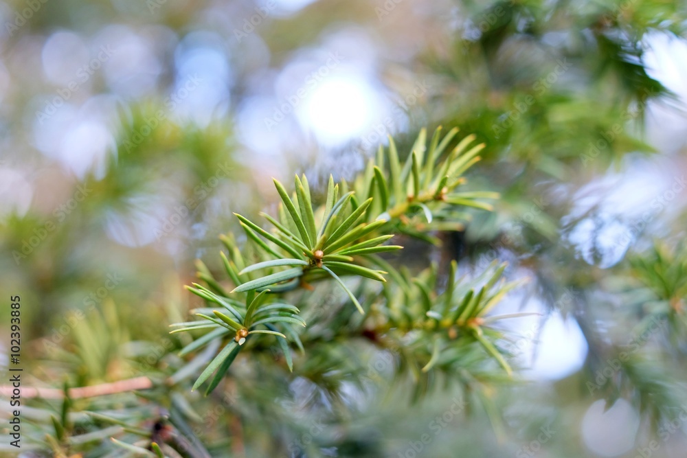 The branches of a juniper The branches of a juniper
