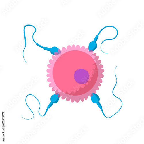 Sperm cells and human egg cartoon icon
