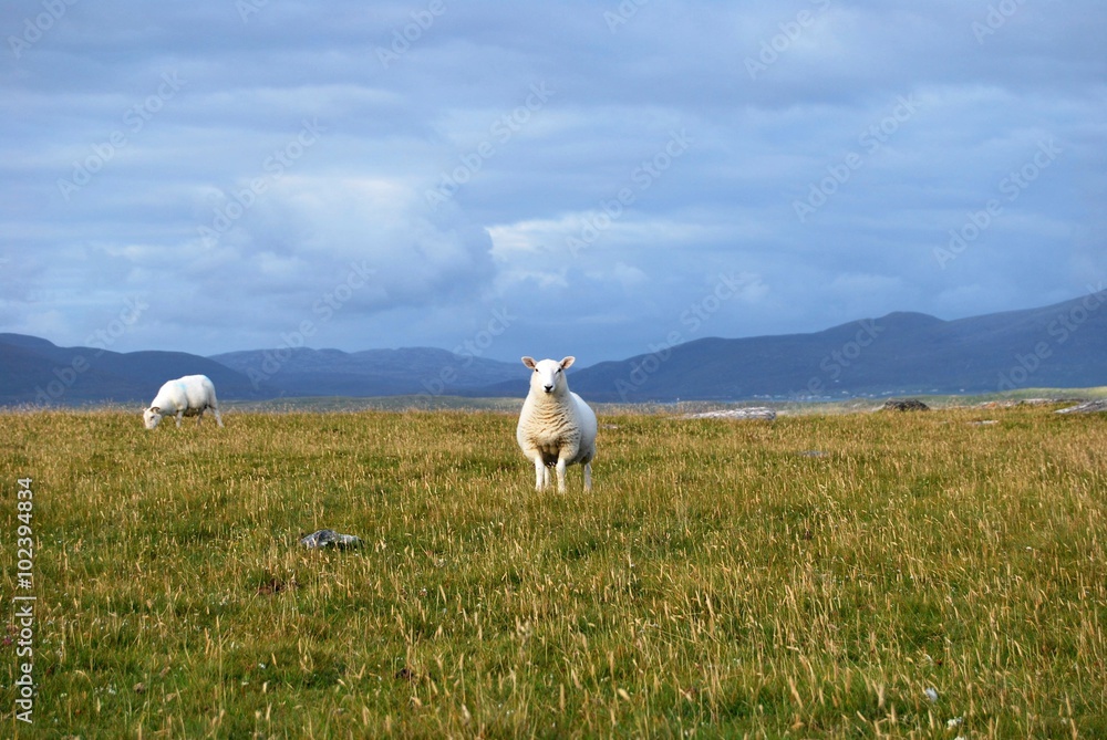 Fototapeta premium posing sheep