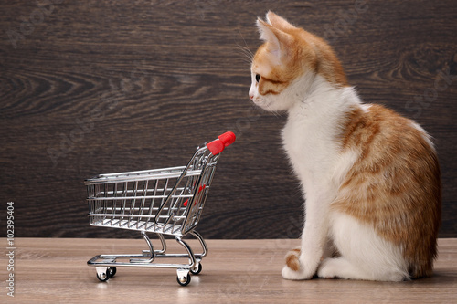 Fotografie Grocery supermarket trolley and kitten