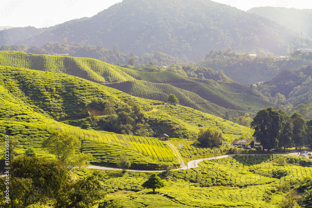 Fresh green tea plantation view near the mountain with beautiful layer landscape