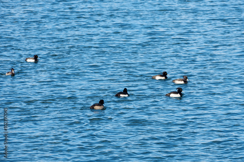 Tufted duck (Aythya fuligula)