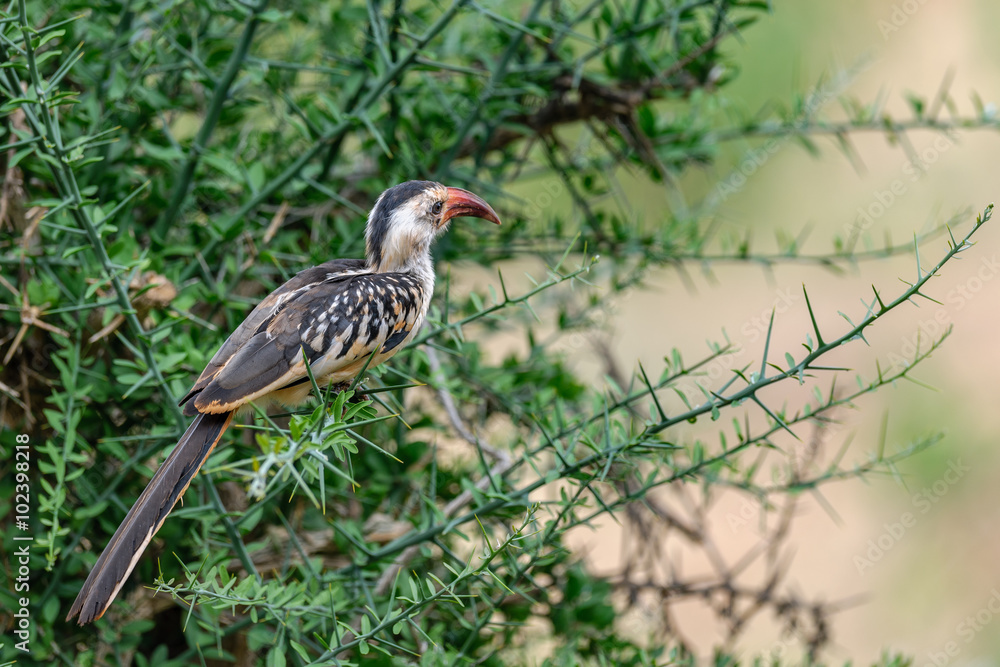 hornbill bird on the tree hornbill bird on the tree