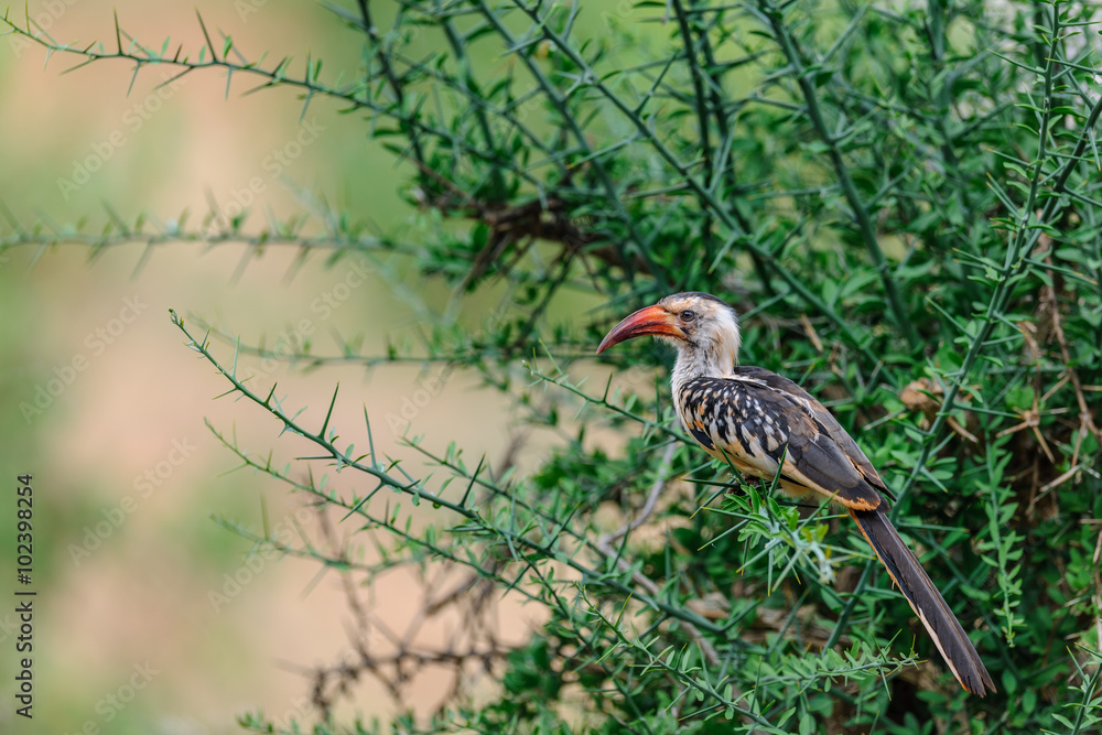 Obraz premium hornbill bird on the tree