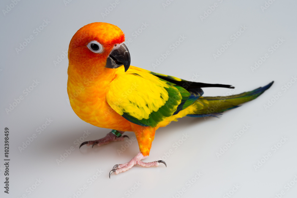 Fototapeta premium Sun conure parrot