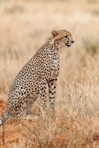 cheetah © Herbert