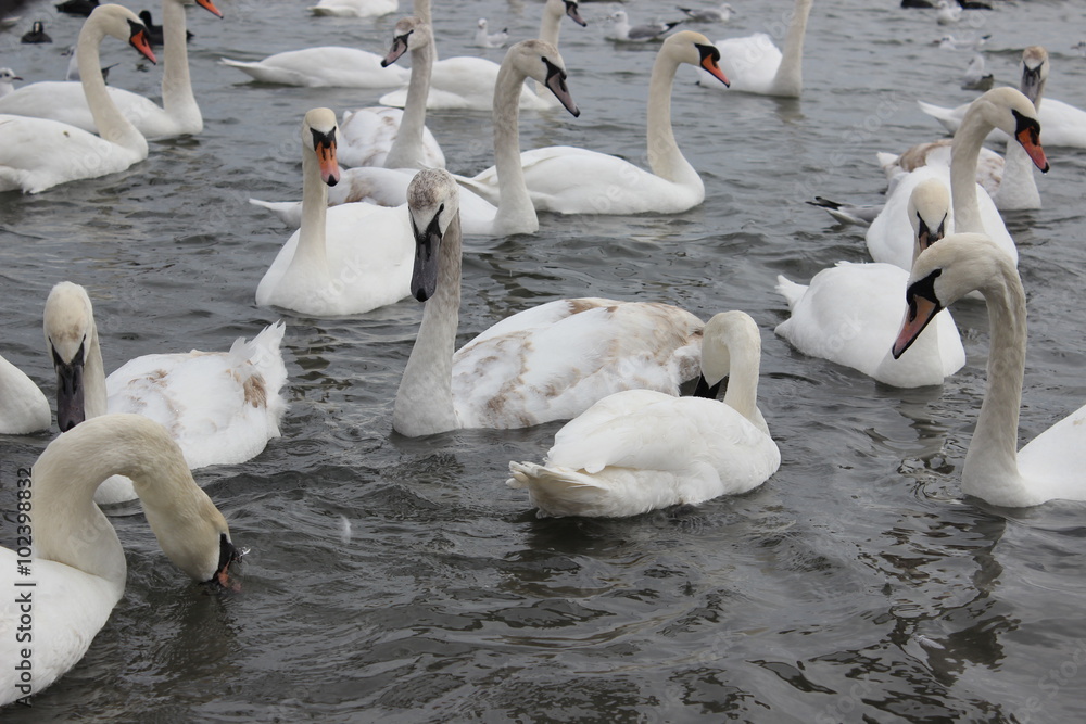 Obraz premium Wild swans