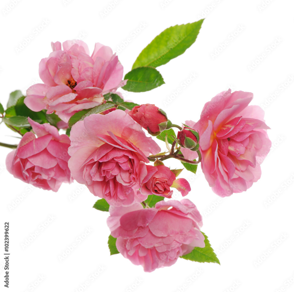 branch of pink climbing rose branch of pink climbing rose