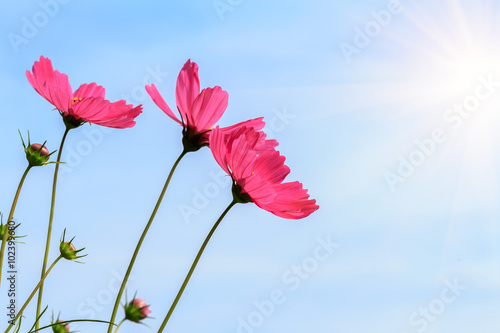 cosmos flowers with solar sky © kanachaifoto
