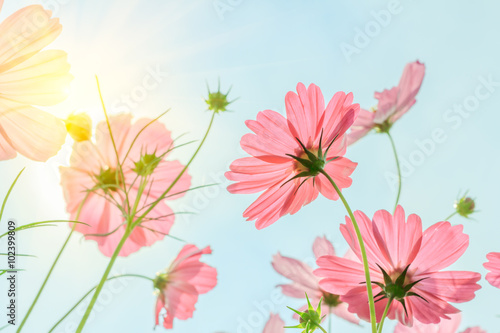 cosmos flowers with solar sky