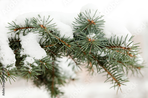 Snow covered spruce branch.