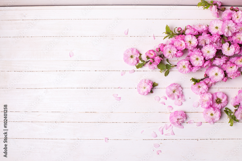 Background with bright pink   flowers on white  wooden planks. - obrazy, fototapety, plakaty 