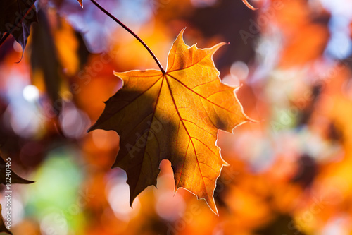 Maple leaves. Autumn. Closeup. (soft focus).