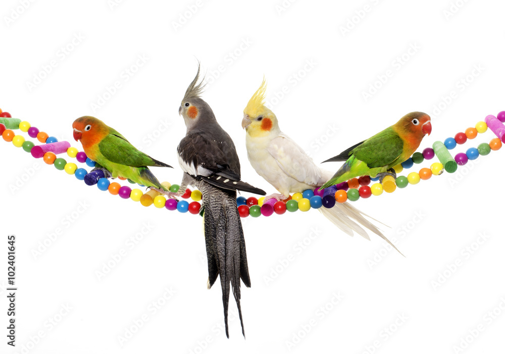 Obraz premium nierozłączki i nimfy