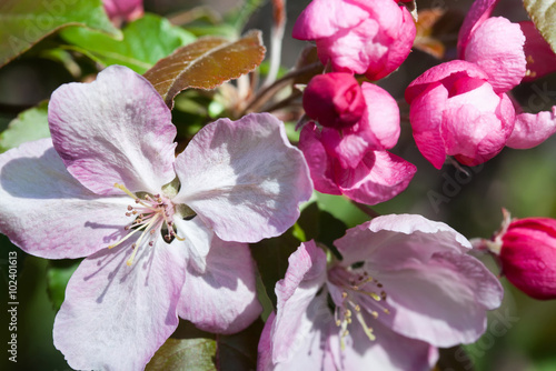 Fototapeta Naklejka Na Ścianę i Meble -  Blooming apple trees. Pink spring flowers. Young leaves. Macro. (soft focus).