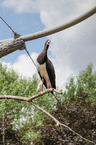 white-bellied Stork - abdil stork - simbil stork (Ciconia abdimii) photo