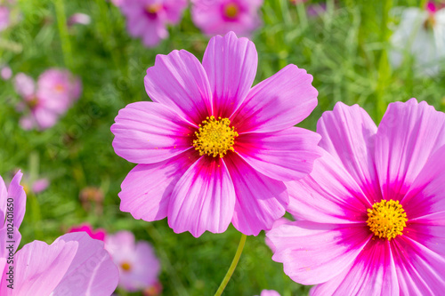 cosmos flowers