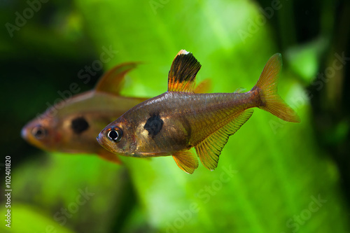 Aquarium fish. Rosy Tetra. Nature tank. Freshwater tank. A green