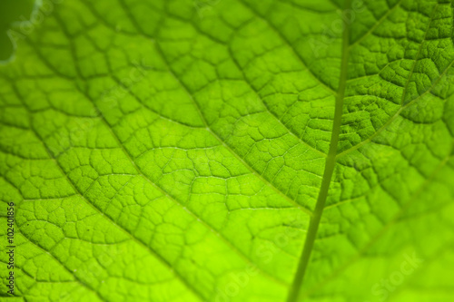 Natural green leaf texture.