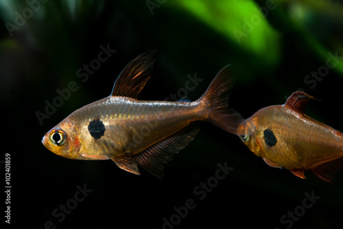 Canvas-taulu Aquarium fish