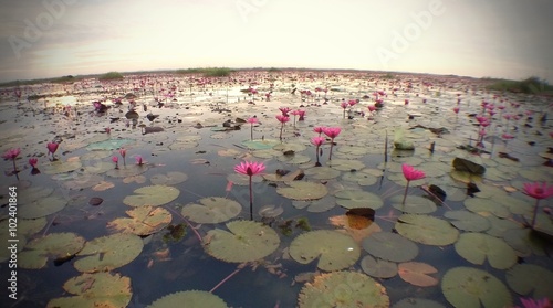 The Lake of Water Lily photo