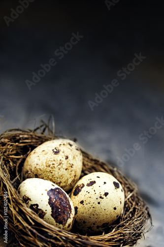 nest in the corner with three  eggs against a dark rustic vintag