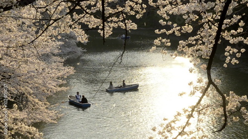 TOKYO - APRIL 09: People celebrating the cherry blossom at Kudanishita in Tokyo on April 09 2012. The cherry blossom season known as Hanami; is one of Japan's favourite festivals. 