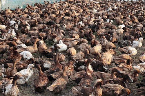 lot of duck in a field. © sakhorn38