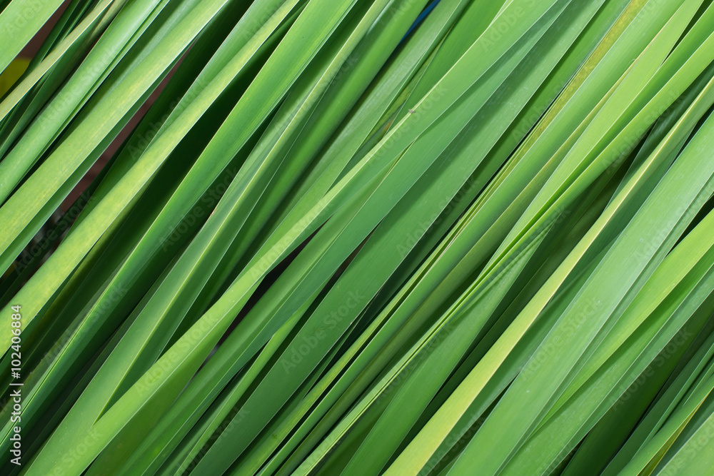 green backdrop plant background green backdrop plant background
