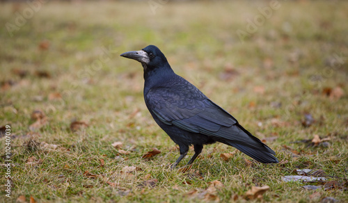 crow sitting on autumn grass