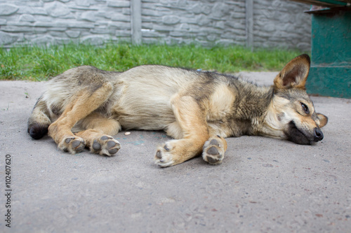 Homeless stray dog © retbool