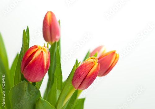 Bunch of fresh pink tulips isolated on white background.