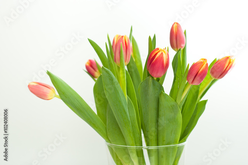 Bunch of fresh pink tulips isolated on white background.