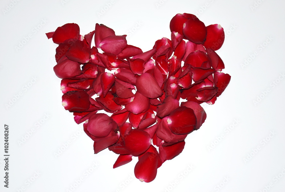 beautiful heart of red rose petals isolated on white
beautiful heart of red rose petals isolated on white