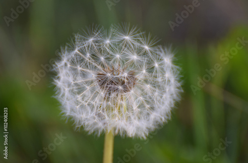 dandelion