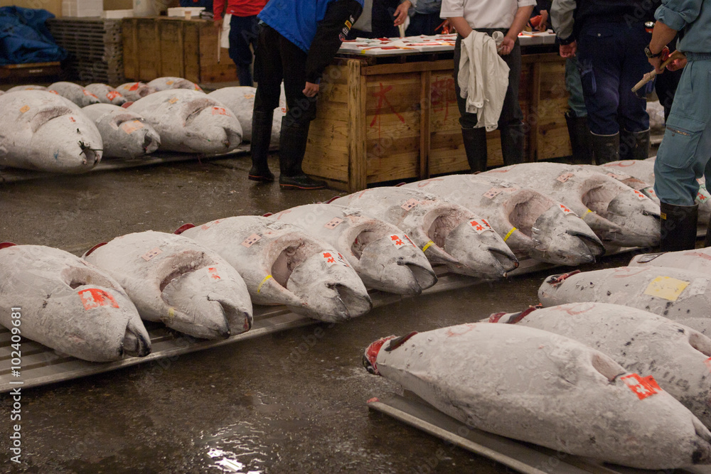 Tuna fish prepared for auction / Tuna fish auction at the Tsukiji fish